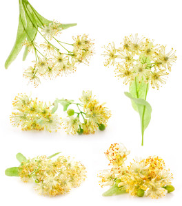 Collections of linden flowers isolated on white background